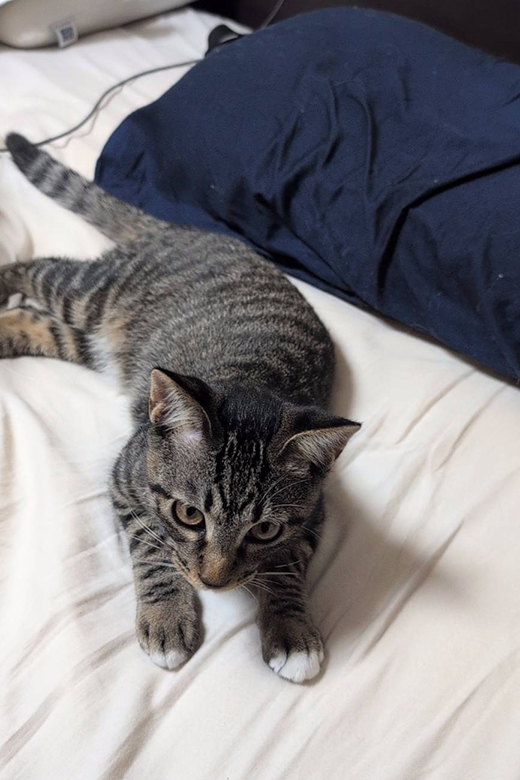 ベッドの上でくつろぐ4カ月の子猫
