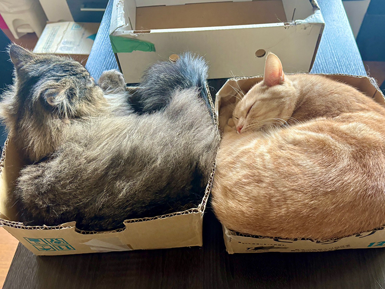 ダンボールでくつろぐ猫たち