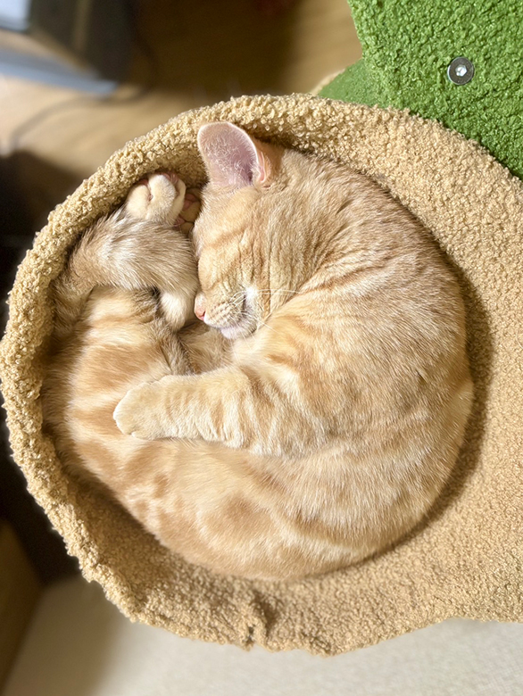 暖かい場所で眠る猫